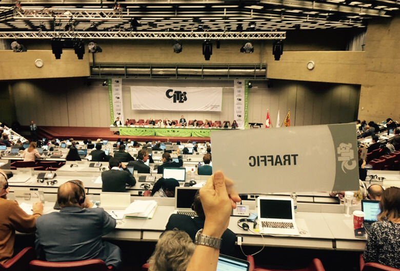 常設委員会の様子(写真はSC69)。決議できるのは各国の政府代表だけですが、WWFのようなNGO(非国家組織)もオブザーバー参加し、発言することができます。