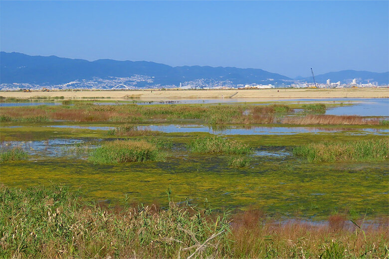 夢洲の造成途上でできた湿地環境。一時的環境でありながら多くの野生生物が生息している。