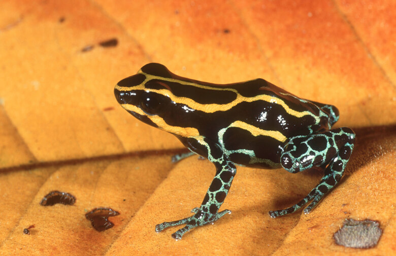 アイゾメヤドクガエルDendrobates tinctorius、南米アマゾンの熱帯林に生息する。ヤドクガエル属(Dendrobates spp.)はヤドクガエル科の他の属とともに附属書Ⅱに掲載されている。