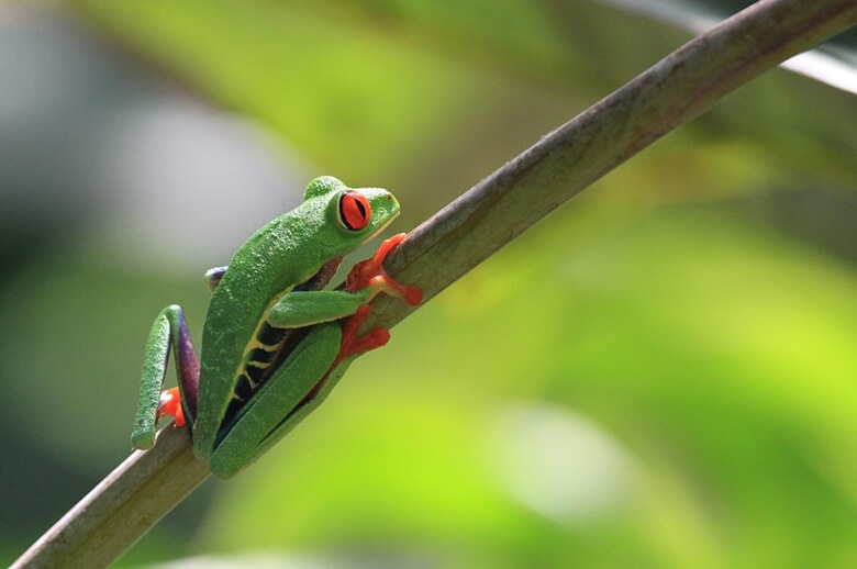 キャプション:中米コスタリカの森に生息するアカメアマガエル(Agalychnis callidryas)。ペット人気が高く、ワシントン条約の附属書Ⅱに掲載されている。日本の市場調査では野生捕獲(WC)表示の個体の販売も確認された。
