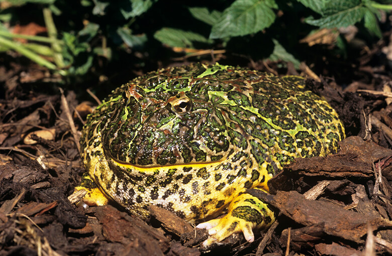 ベルツノガエル (Ceratophrys ornata) 、ウルグアイ、ブラジル、アルゼンチンに生息する近危急種(NT)。ツノガエル属(Ceratophrys spp.)は流通量が特に多く、東京の主要なフェアではクランウェルツノガエル(Ceratophrys cranwelli)の販売数が最多であった。人工交配のブリードも多く見られるが、中にはWC表示の個体も販売されていた。