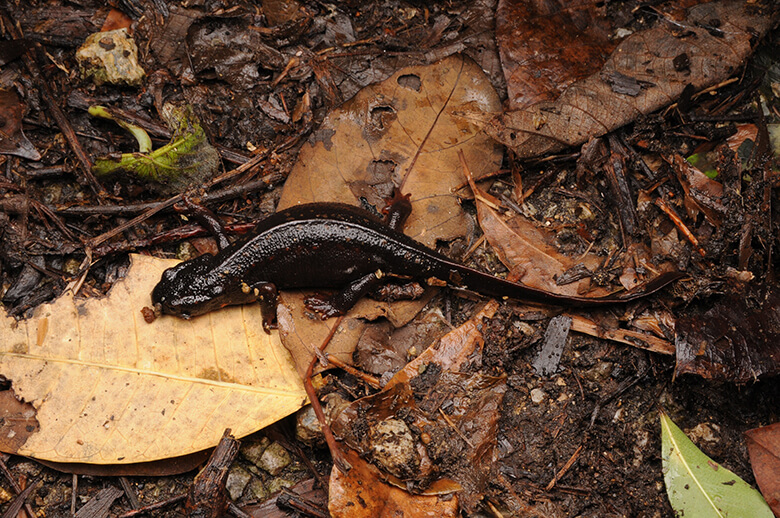 シリケンイモリ(Cynops eniscauda)、沖縄本島、やんばるにて。IUCNレッドリストでVU、環境省レッドリストではNTに分類され、オキナワシリケンイモリとアマミシリケンイモリの2亜種が存在する。日本の市場調査で野生捕獲(WC)表示の個体の販売や広告が頻繁に確認された他、欧米の取引サイトでも取引が確認されており、野生個体群への影響が懸念される。