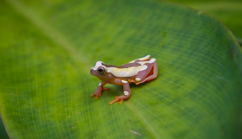 フチドリアマガエル Clown Frog、ペルーのマヌ国立公園にて。フチドリアマガエルは日本でもペット販売が確認されている。