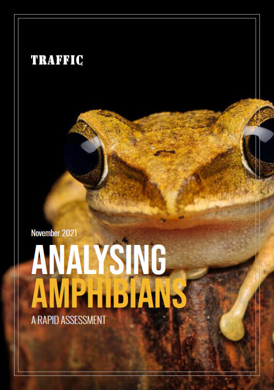 報告書(英文)『Analysing Amphibians: A Rapid Assessment(<br>タイトル和訳:両生類取引の緊急評価)』
