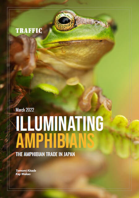 報告書(英文)『Illuminating Amphibians: the amphibian trade in Japan(タイトル和訳:日本の両生類取引)』