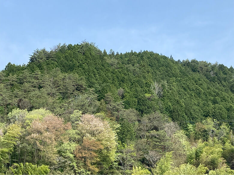 室町時代から続く木材の産地、岐阜県東白川村の山林。2003年以降、村内ほとんどの森がFSC®認証を取得しています。