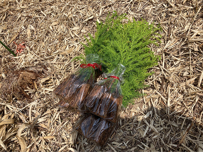 植林を待つスギの苗。50年育って立派な材木になるのか、はたまた間伐の対象となってしまうのか?!