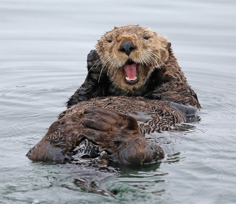ラッコ(Enhydra lutris)は、和名から全く別の動物と思われがちですが、英名はSea otter【海のカワウソ】でカワウソの仲間です。近年、北方からの個体が北海道沿岸に定着していることが確認されています。