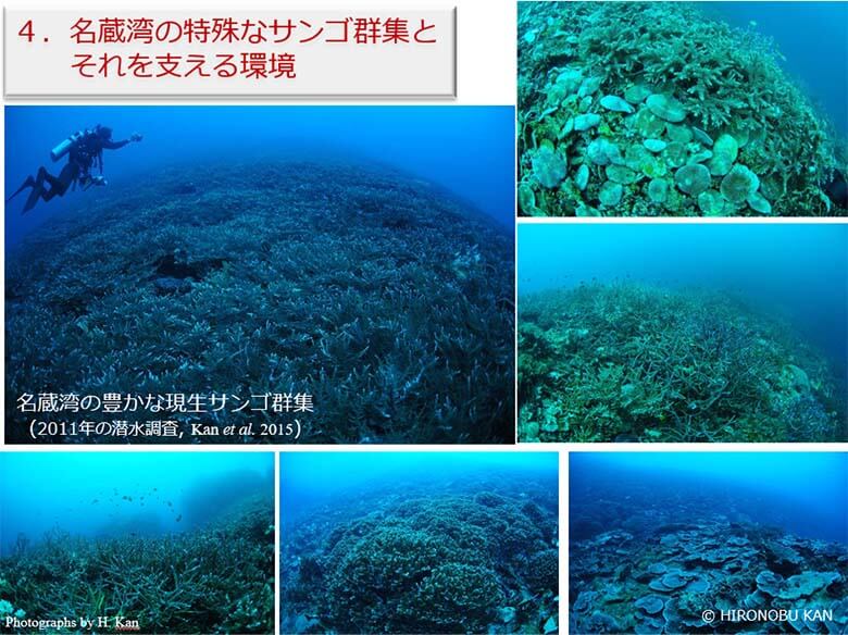 九州大学 浅海底フロンティア研究センター 菅浩伸センター長(同大学院 地球社会統合科学府/共創学部教授)『日本最南端のラムサール条約湿地・名蔵アンパルと名蔵湾の生物多様性』発表資料(2022年2月1日開催)より引用