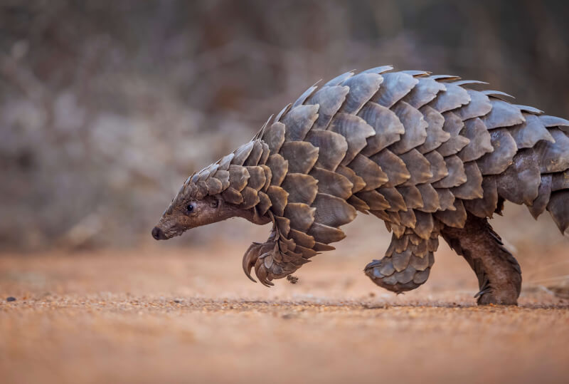 センザンコウ