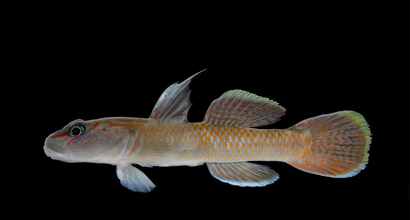 石垣島に生息する希少淡水魚の合同調査プロジェクト開始 ｜WWFジャパン
