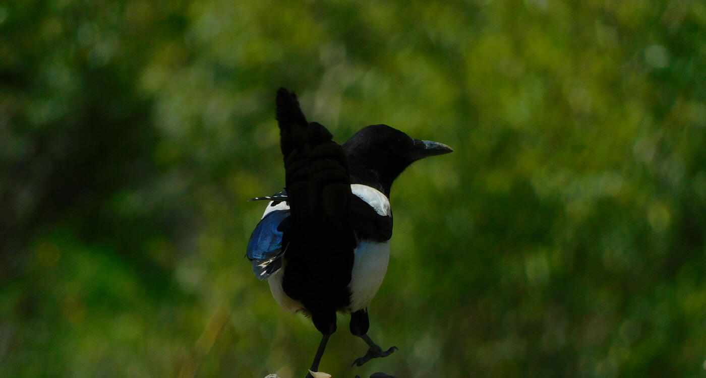 かささぎの渡せる橋におく霜の 七夕によせて Wwfジャパン