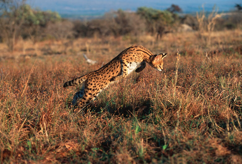 サーバル(Leptailurus serval)は、日本では特定動物(人に危害を与えるおそれのある危険な動物)に指定され、2020年6月以降愛玩目的等での飼養は禁止されています。