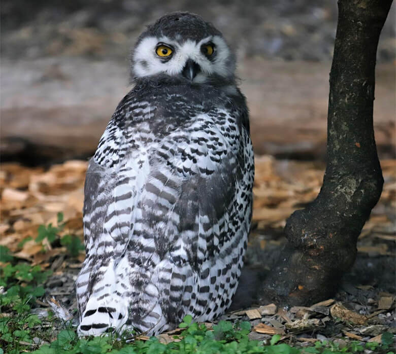 シロフクロウ(Bubo scandiacus)は絶滅のおそれが高い種のひとつ。生態系の頂点に位置するフクロウの個体数減少は、その地域の生態系維持にも大きな影響を与えます。