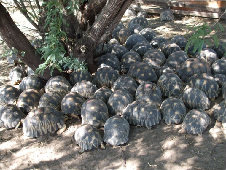 密猟された後、押収されたホウシャガメ(Astrochelys radiata)。
