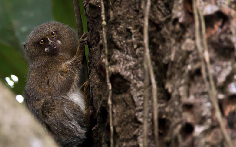 サルの一種、ピグミーマーモセット(Cebuella pygmaea)