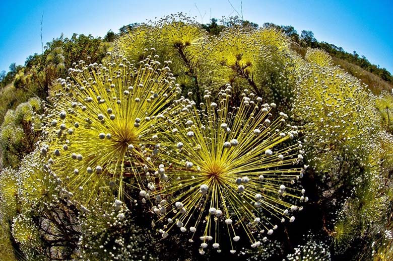 動物に負けない多様性を誇るセラードの植物。12,000種が確認されており、実に1/3がセラードの固有種と確認されている。