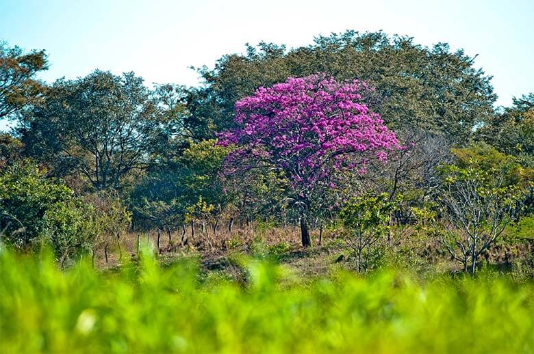 セラードの植生は地下組織が発達していることから、「逆さの森」と呼ばれることもある。