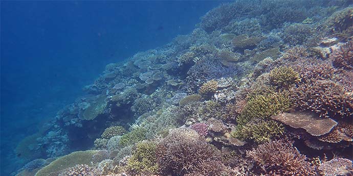 美しい南西諸島のサンゴ礁