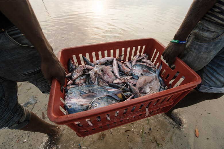 持続可能な漁業のためにはトレーサビリティの担保が必須ですが、魚の流通経路は複雑です。漁業者や仲卸業者、物流業者や市場関係者など、流通過程にさまざまな人が関わっています。日本も含めて、多くの国ではそれらの取引が電子化されていないので、生産地や生産者を容易に辿ることができません。