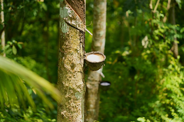 パラゴムノキの表面近くを削ると出てくる白い樹液。これを集めて凝固、加工したものが天然ゴム