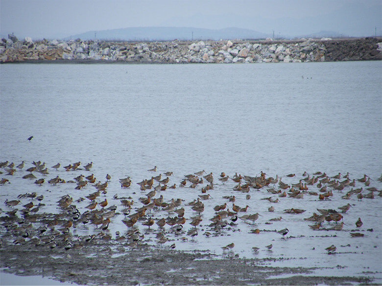 鴨緑江河口干潟で羽を休めるさまざまな種類のシギ・チドリ類
