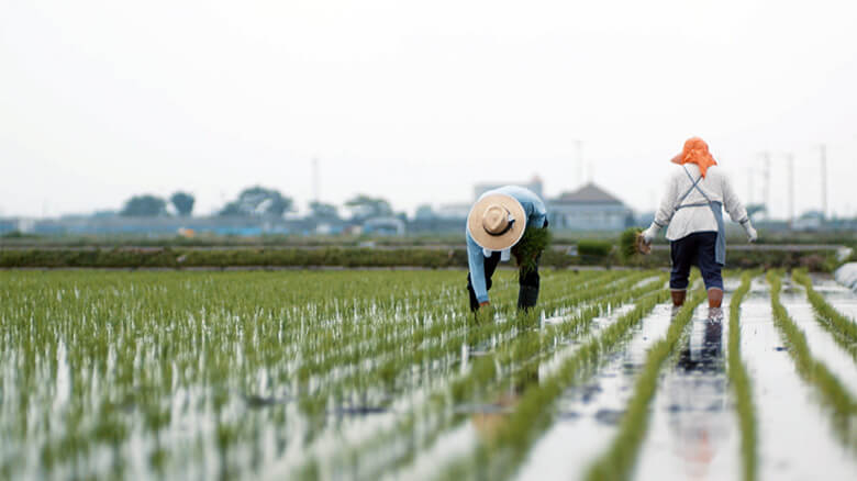 佐賀県東与賀地区の水田