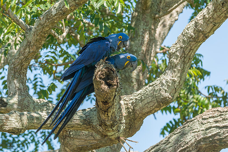 ブラジルの固有種で絶滅の危機にあるスミレコンゴウインコ。ペット目的の乱獲も減少の一因に