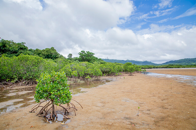マングローブ林と干潟が広がる名蔵アンパル
