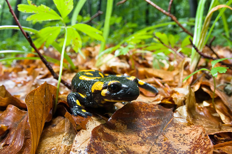 ヨーロッパに生息するファイアサラマンダー。感染症の影響でほぼ絶滅した地域もある