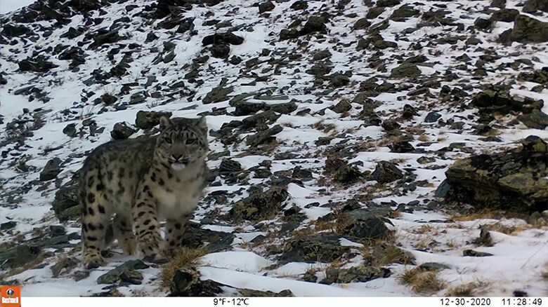 自動撮影カメラに捉えられたユキヒョウの姿