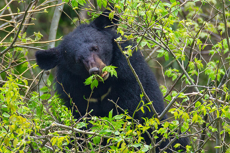韓国では、ツキノワグマに続き、アカギツネや絶滅危惧種のチョウセンカモシカの再導入も計画されている