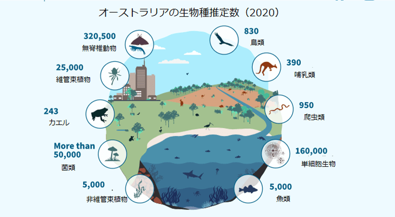 2. 最も有力視されている学説によれば、オーストラリアには60-70万ほどの種がいるとされ、現在分かっている種は菌類を含めても推定数の3割程度(※3)。カンガルーやコアラ、ウォンバットといった袋の中で赤ちゃんを育てる有袋類、カモノハシやハリモグラといった哺乳類なのに卵を産む単孔類などユニークな生き物が多く生息しています。© Commonwealth of Australia, 2021 (※4)より和訳
