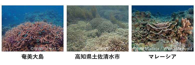 活動地のサンゴ