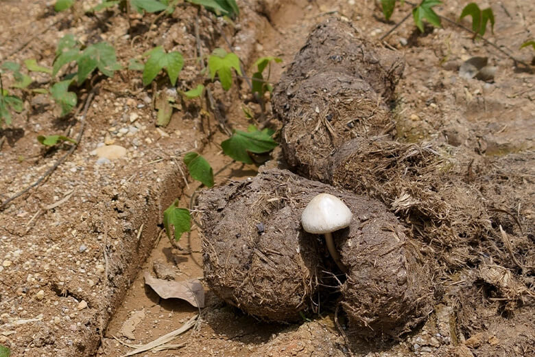 アジアゾウのフンから伸びるキノコ。やがては分解されて土となり、植物の栄養になる。