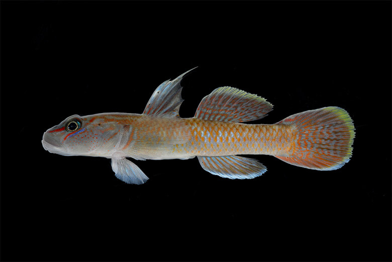 石垣島の固有新亜種イシガキパイヌキバラヨシノボリ。絶滅危惧IB類(環境省)、絶滅危惧IB類(沖縄県)、沖縄県希少野生動植物保護条例に基づく指定希少野生動植物種。