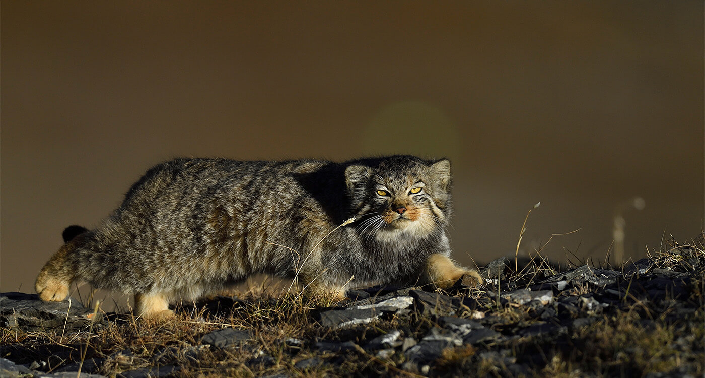 4月23日「マヌルネコの日」に ｜WWFジャパン