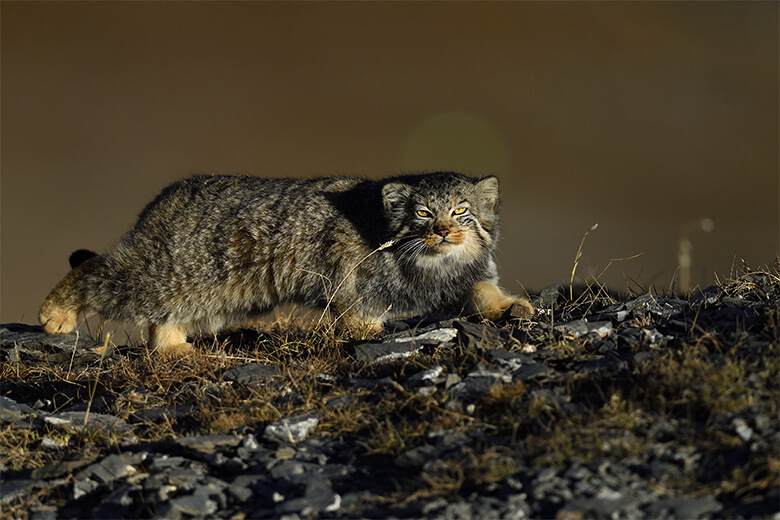 マヌルネコ(Otocolobus manul)