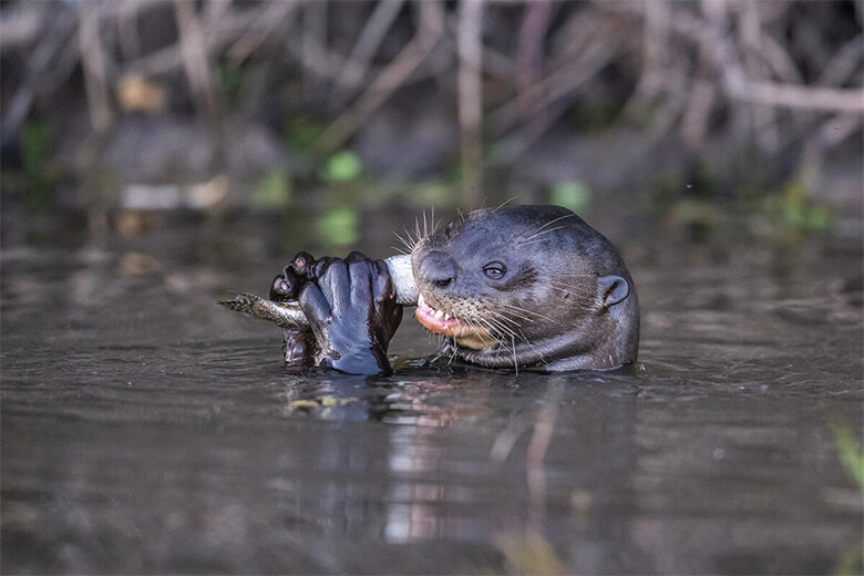 オオカワウソが魚を食べる様子はとっても豪快!