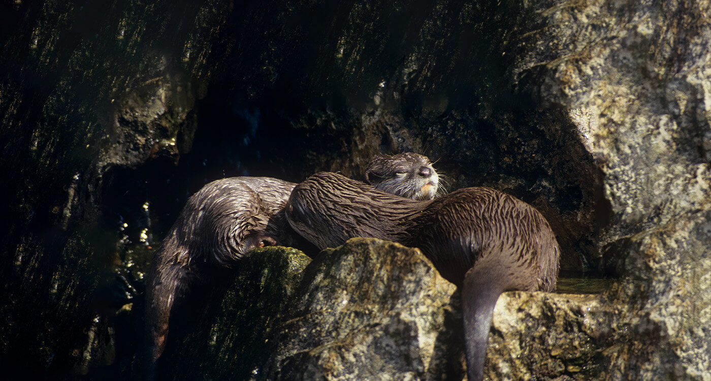 世界カワウソの日】上野動物園でイベント開催中！ ｜WWFジャパン