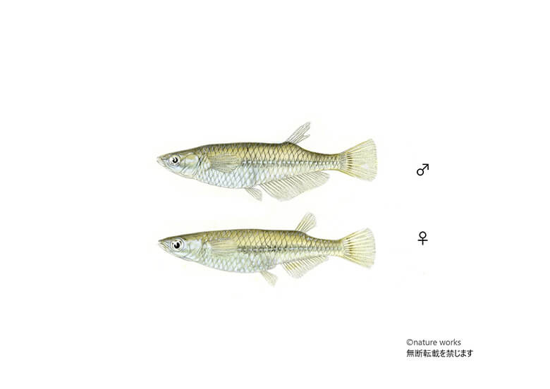 遺伝子汚染の事例。日本に生息するミナミメダカは、一般に9つの地域個体群に分けられますが、本来は交流のない地域個体群間で交雑させる飼育下繁殖が行なわれています。これらに加え、観賞用に品種改良された個体が、各地で無配慮に放流され、野生本来の個体群の遺伝的な独自性・多様性が脅かされています。
