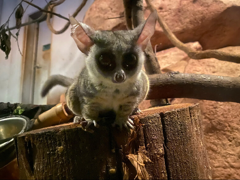 アフリカ原産のサル、ショウガラゴ。(密輸された個体とは関係ありません)
