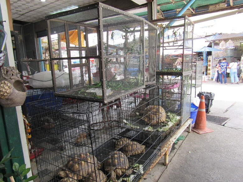 タイのペット市場で販売されるカメやプレーリードッグなどの野生動物。ペット市場の中には、不衛生な環境で動物を飼育している店舗もある。