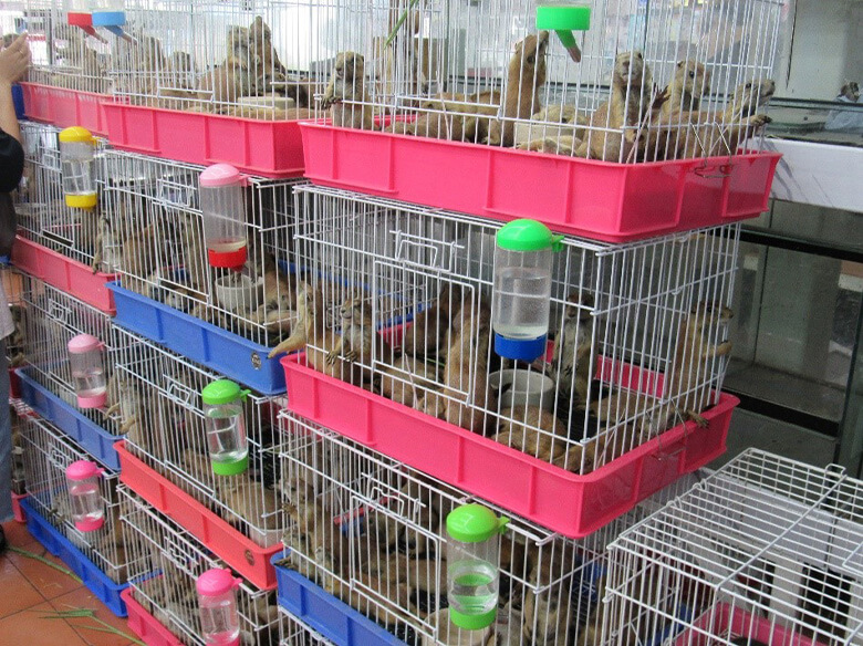 タイのペット市場で販売されるカメやプレーリードッグなどの野生動物。ペット市場の中には、不衛生な環境で動物を飼育している店舗もある。