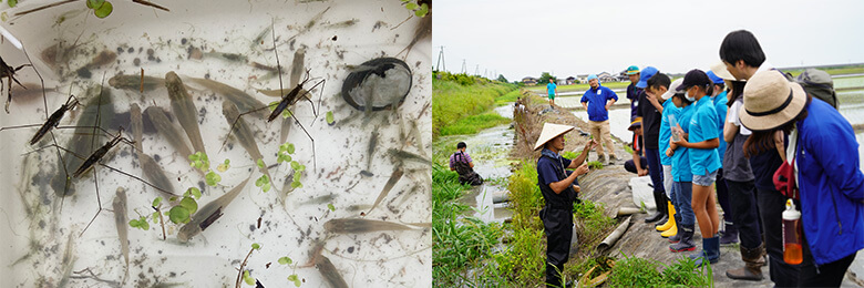 観察会の様子と、そこで出会った生きものたち。淡水魚ではオイカワ、ドンコ、昆虫ではギンヤンマのヤゴなど20種もの生きものが見つかりました。そのほか、メダカによく似た特定外来生物のカダヤシも見つかりました。