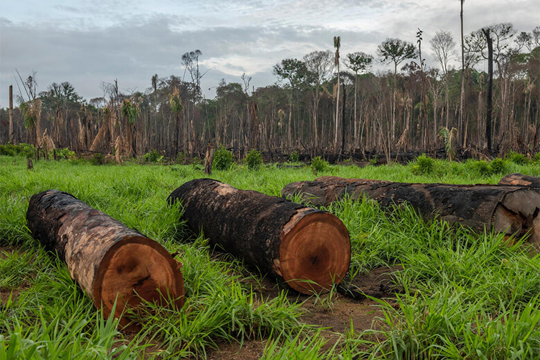 ブラジル・アマゾンの熱帯雨林と、周辺の新興農業開発地域における森林伐採の94%は違法であることが報告されています。