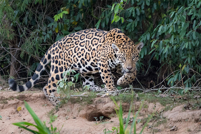 ジャガーの全個体の2/3がアマゾンで暮らしています。