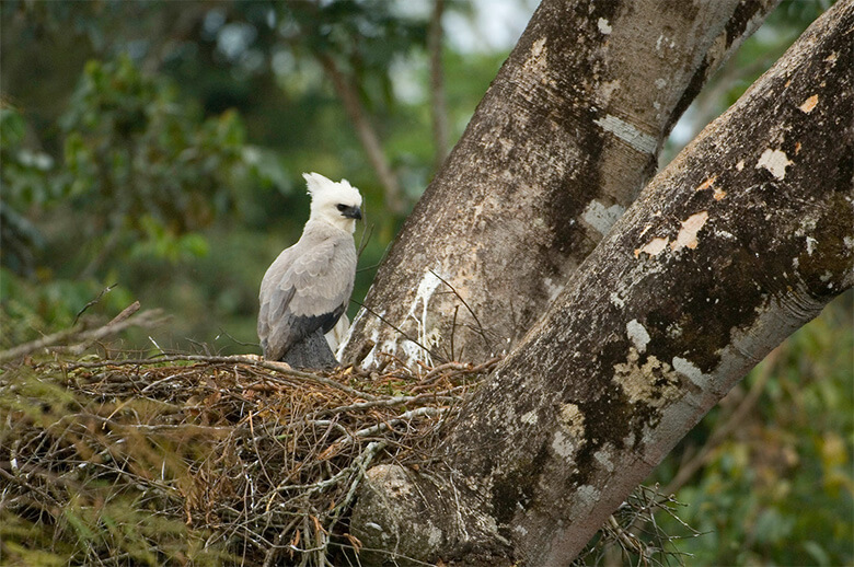中南米でのみ見られるオウギワシ。IUCNレッドリストでVU(危急種)に指定され、その個体数は減少傾向にあります。