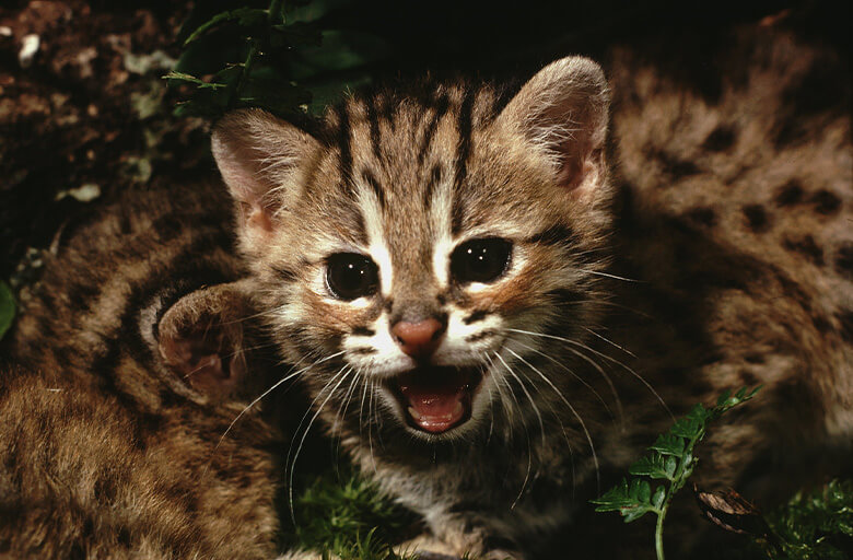 ベンガルヤマネコPrionailurus bengalensisの幼獣。スナドリネコも日本の固有種であるツシマヤマネコ Prionailurus bengalensis euptilurusもベンガルヤマネコ属に属しています。