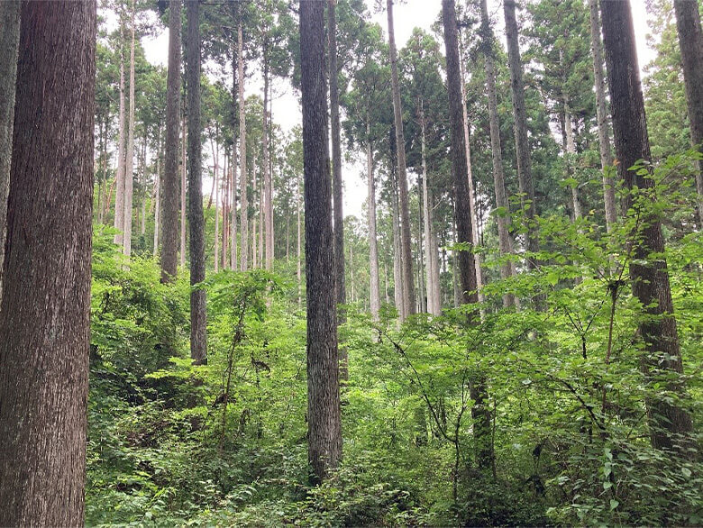 FSC®認証を取得している南三陸森林管理協議会の森は明るく、下層の植生が繁茂している。